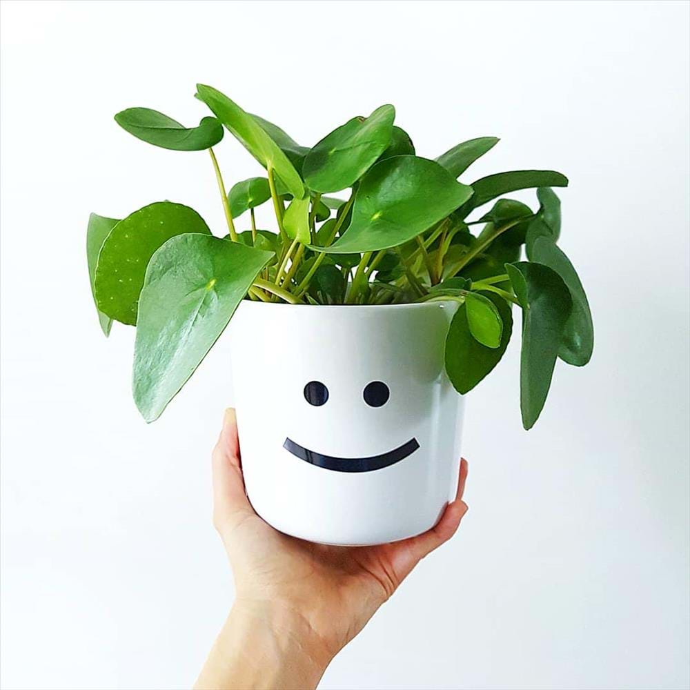 Pilea comprar