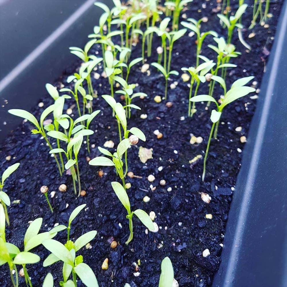 Cilantro