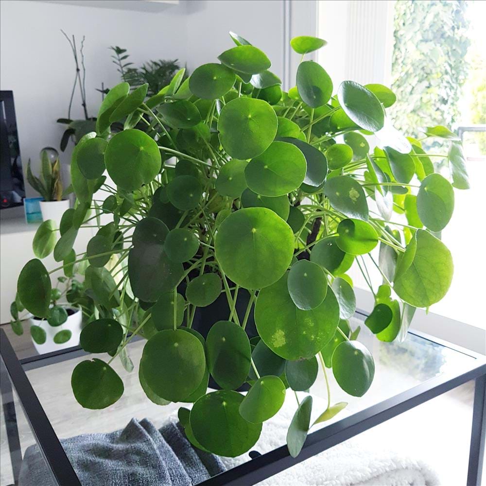 Pilea peperomioides